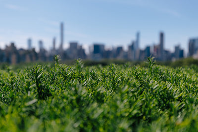 What Is CBD? A Beginner’s Guide